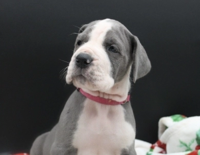 Hot Pink Collar