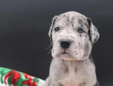 Yellow Collar Great Dane