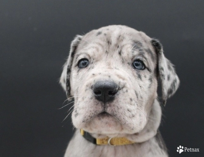 Yellow Collar Great Dane