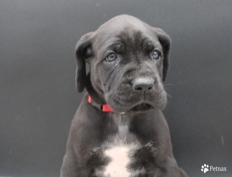 Red Collar Great Dane