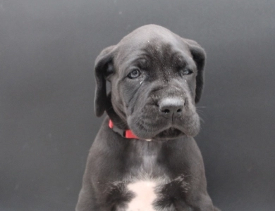 Red Collar Great Dane