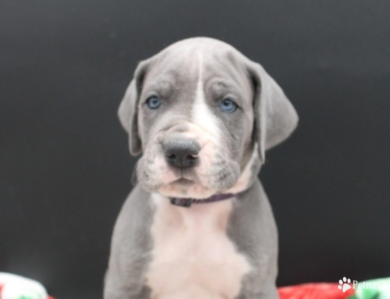 Purple Collar Great Dane