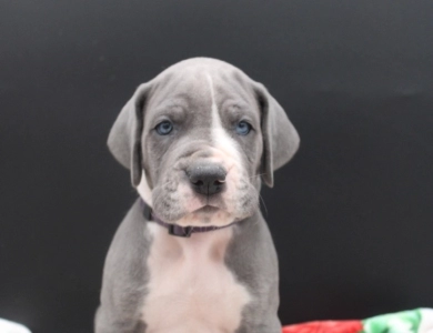 Purple Collar Great Dane