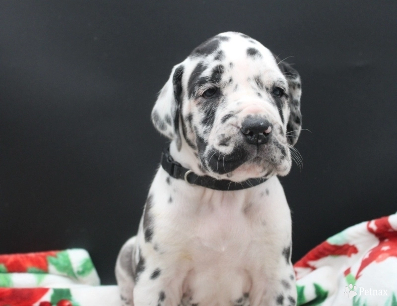 Black Collar Great Dane