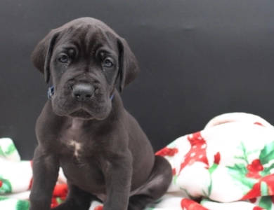 Blue Collar Great Dane