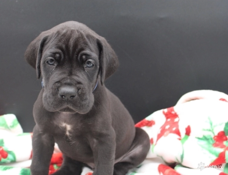 Blue Collar Great Dane