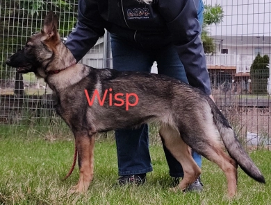 Wisp von der Traumwolfen