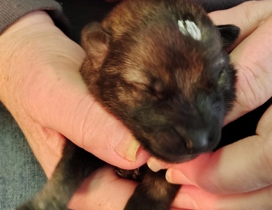 Wisp von der Traumwolfen German Shepherd