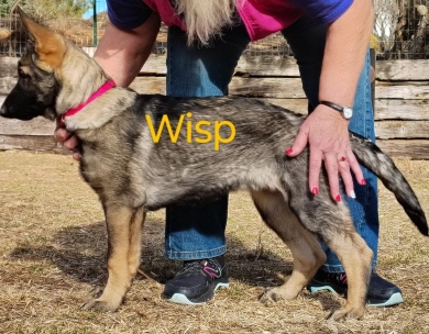 Wisp von der Traumwolfen German Shepherd