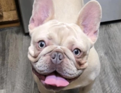 D.O.G.  French Bulldog