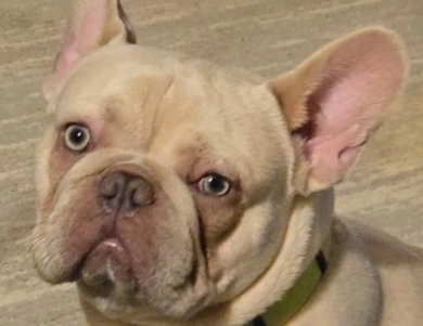 D.O.G.  French Bulldog