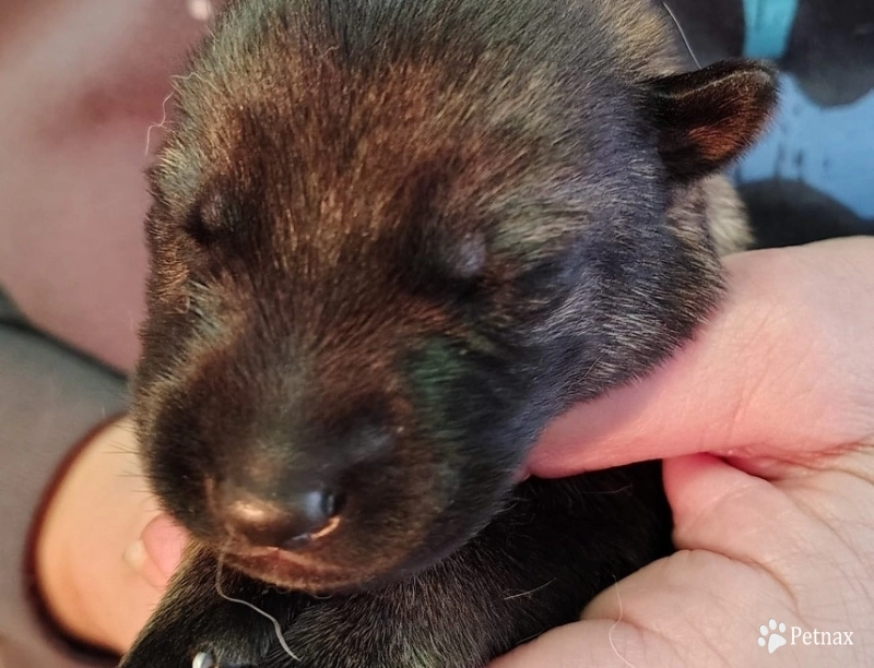 Wolf von der Traumwolfen German Shepherd