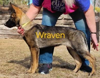 Wraven von der Traumwolfen German Shepherd