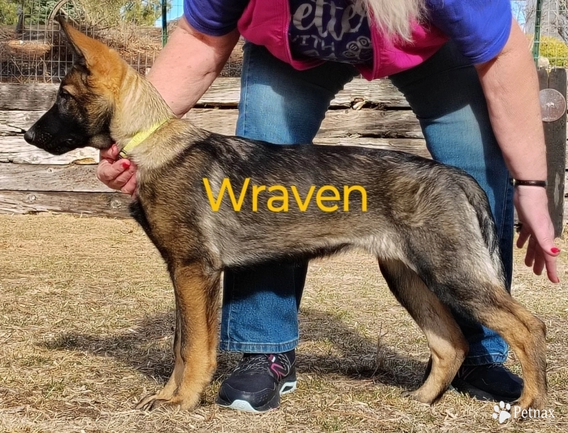 Wraven von der Traumwolfen Wraven von der Traumwolfen German Shepherd