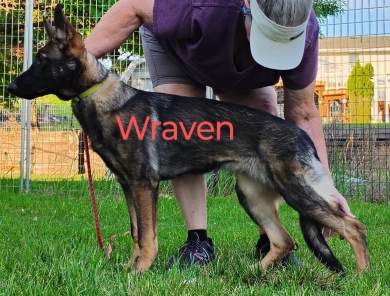 Wraven von der Traumwolfen