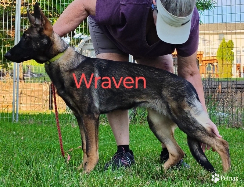 Wraven von der Traumwolfen German Shepherd