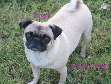 Sukie Pug