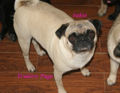 Sukie Pug