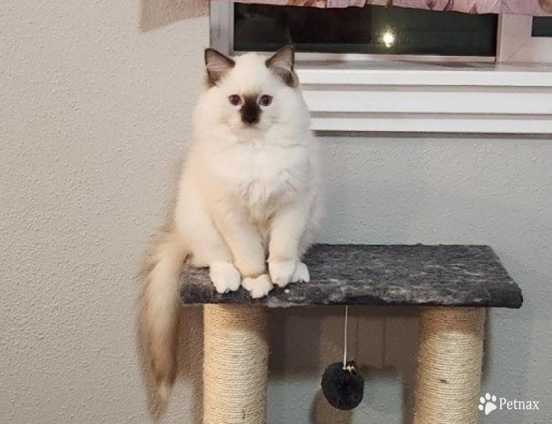 Dove Ragdoll