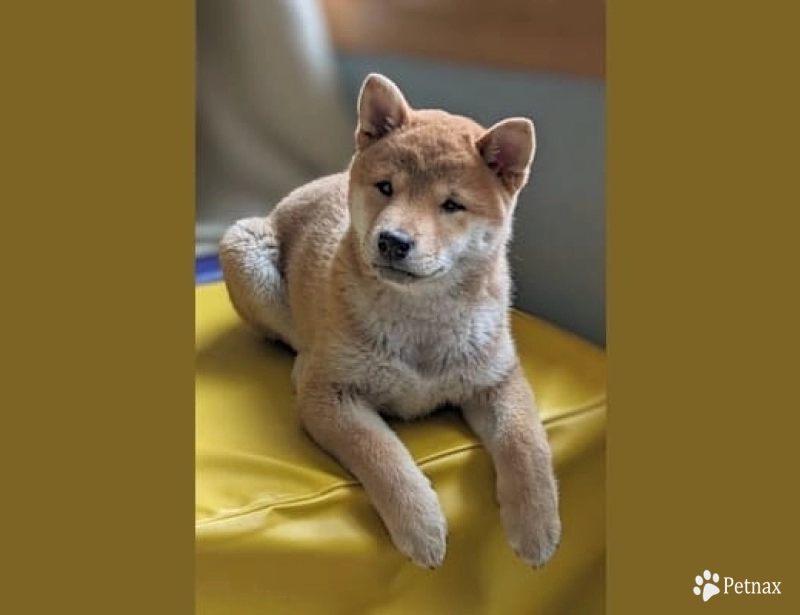 Manami Shiba Inu