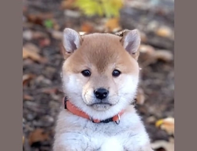 Manami Shiba Inu