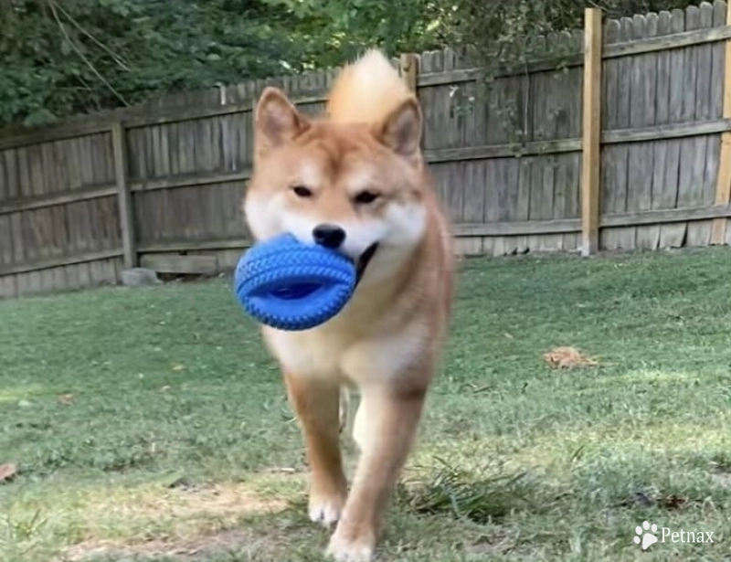 Cast Shiba Inu