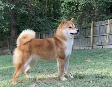 Cast Shiba Inu