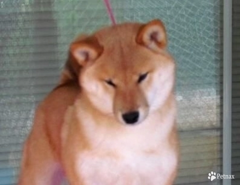 The Pink Kat Shiba Inu