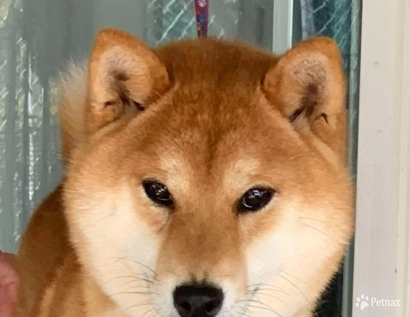 Spell Shiba Inu