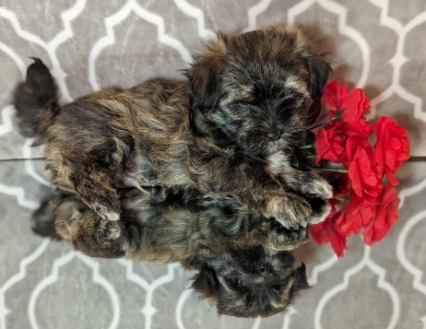 TIGER Havanese