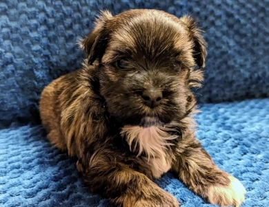 TIGER Havanese