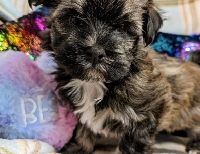 TIGER Havanese