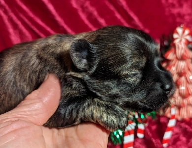 TIGER Havanese