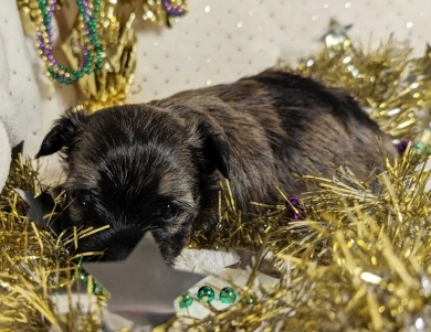 TIGER Havanese