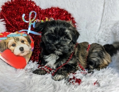 TIGER Havanese