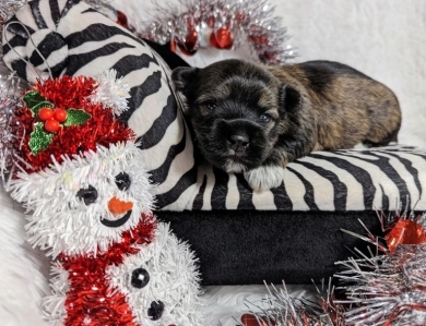 TIGER Havanese