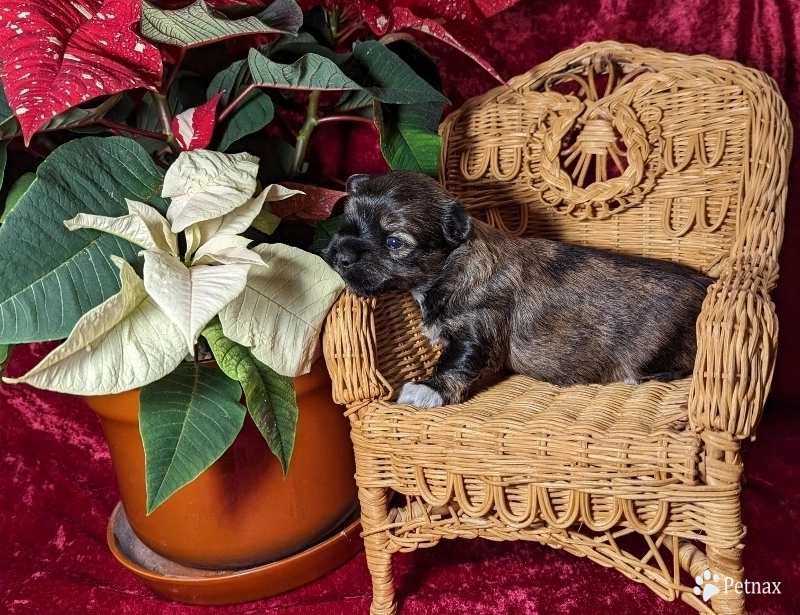 TIGER Havanese