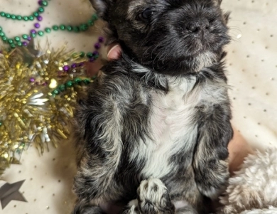 TIGER Havanese