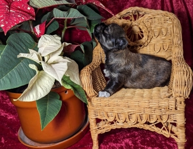 TIGER Havanese