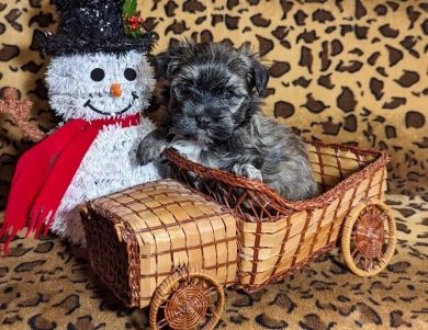 TIGER Havanese