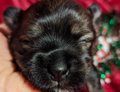 TIGER Havanese