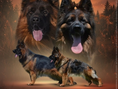 Long-Coat German Shepherd Puppies