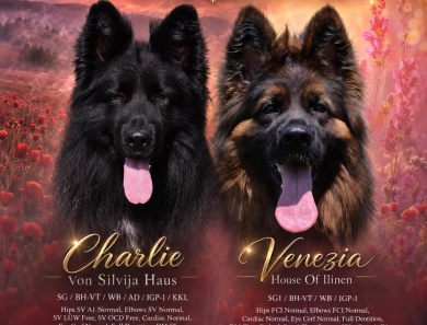 Long-Coat German Shepherd Puppies