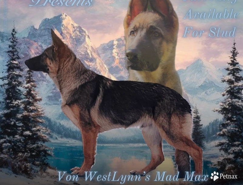 Von Westlynn's Mad Max German Shepherd