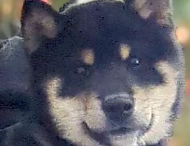 Chupa Charlie Boy 2 Shiba Inu