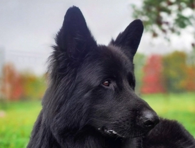 Garry Vom Makibilly German Shepherd