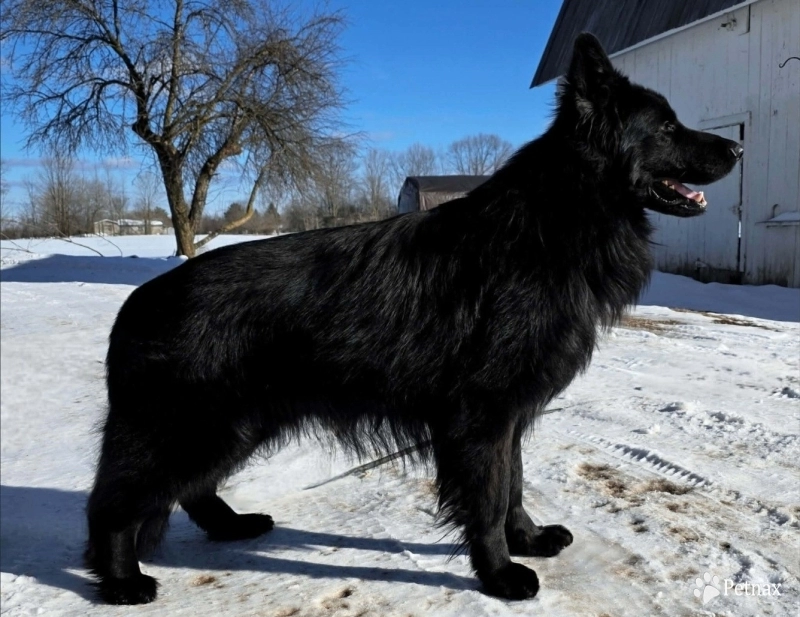 Garry Vom Makibilly German Shepherd