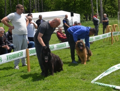 Garry Vom Makibilly German Shepherd
