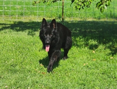 Garry Vom Makibilly German Shepherd