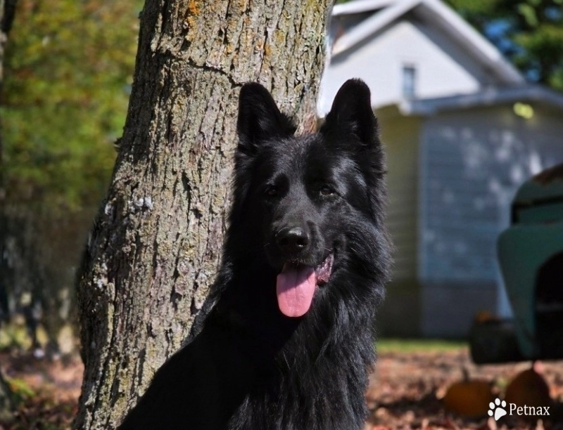 Garry Vom Makibilly German Shepherd